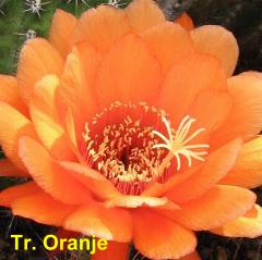 Tr. Oranje.4.1.jpg 